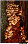 Clustered Brittlestem